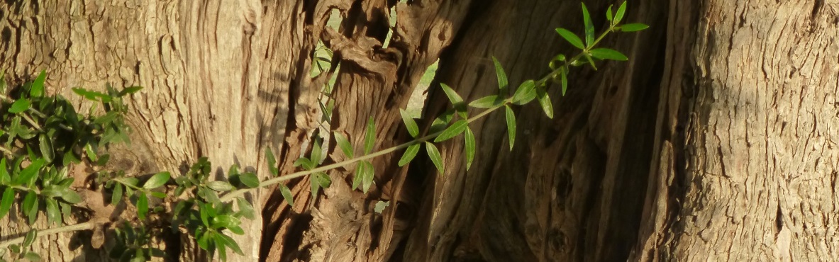 Olivenbaum