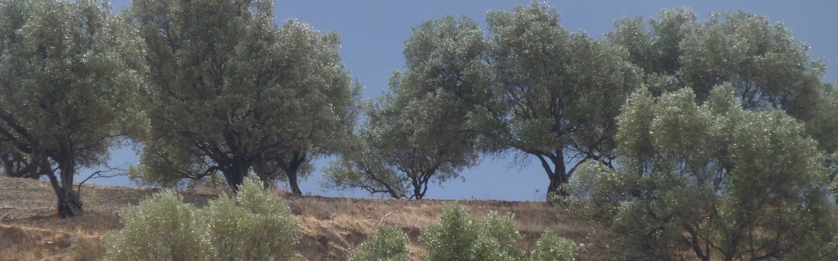 Olivenhain